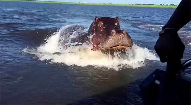 Hippo Lunges Out of the Water At a Photo Safari Boat | PetaPixel